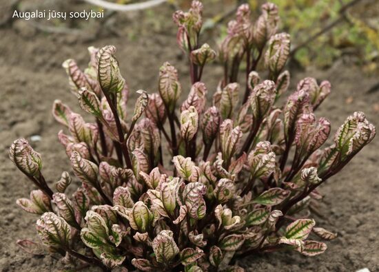 Šiurkštusis saulakis  (Heliopsis helianthoides) 'Summer Pink'